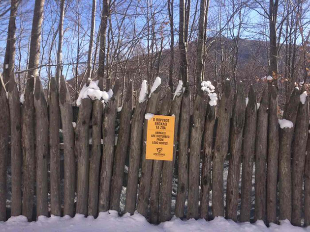 Αρκτούρος Αρκτούρος