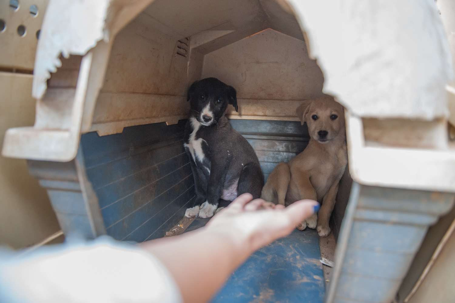Θες τα αδέσποτα, που κούρνιασαν στην πόρτα σου. Θες τη γειτόνισσα, που κουβαλάει ένα κάρο σακούλες από το supermarket. Θες το κολλητό, που τον χώρισε η γκόμενα. Θες το συνάδερφο, που όλοι του τα 'χώνουν στη δουλειά. Δεν ξέρω. Βρες κάποιον και βοήθα.  