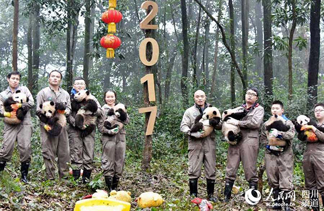 Οκτώ πανέμορφα γιγαντιαία πάντα ποζάρουν για το Κινεζικό Νέο Έτος 