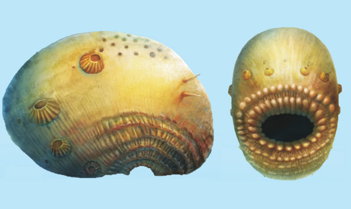 Saccorhytus Saccorhytus