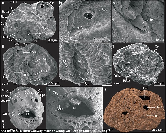 Saccorhytus Saccorhytus