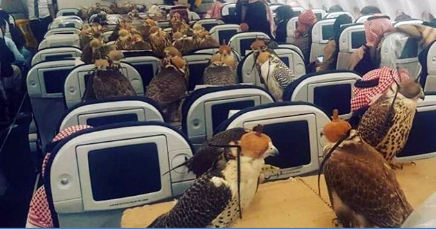 Γεράκια Γεράκια