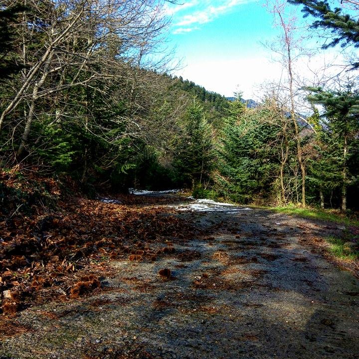 © Κωνσταντίνος Βενετσάνος / Καστανόδασος