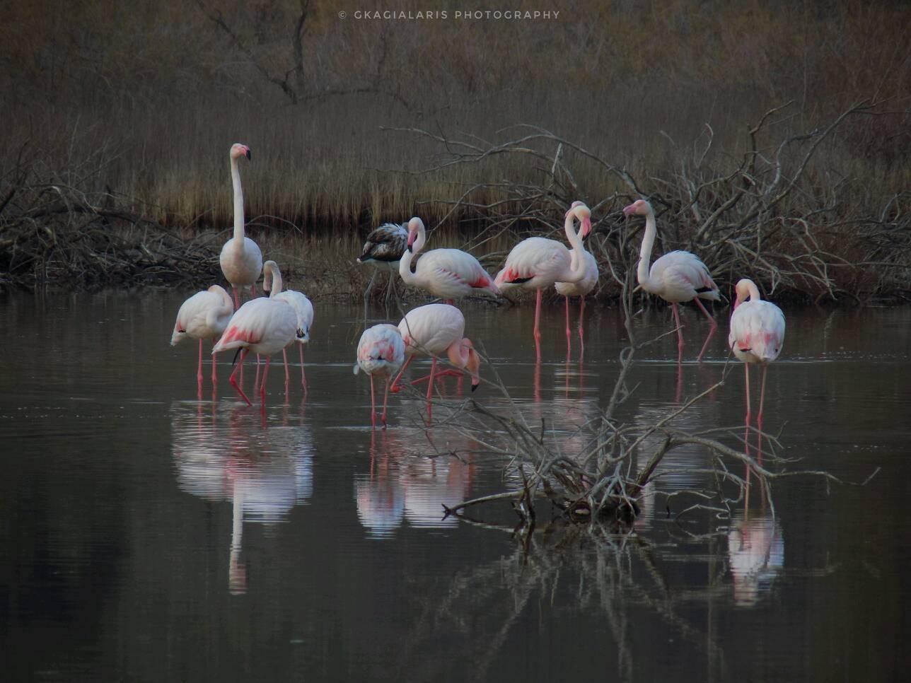© ΓΑΒΡΙΗΛ ΚΑΓΙΑΛΑΡΗΣ / Στον υδροβιότοπου του Κόλπου Καλλονής, Λέσβος