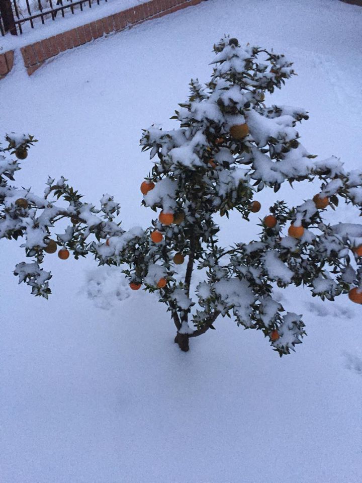 © Despoina L. Toulkeridou