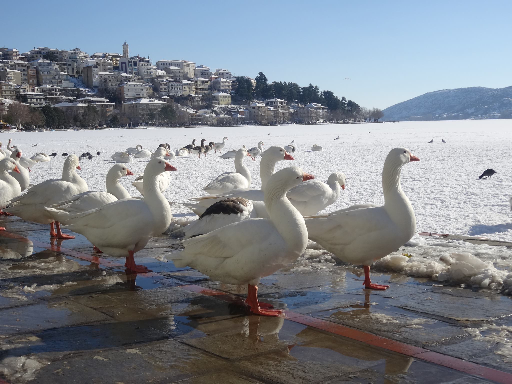 © Xristina Terzidou / Καστοριά