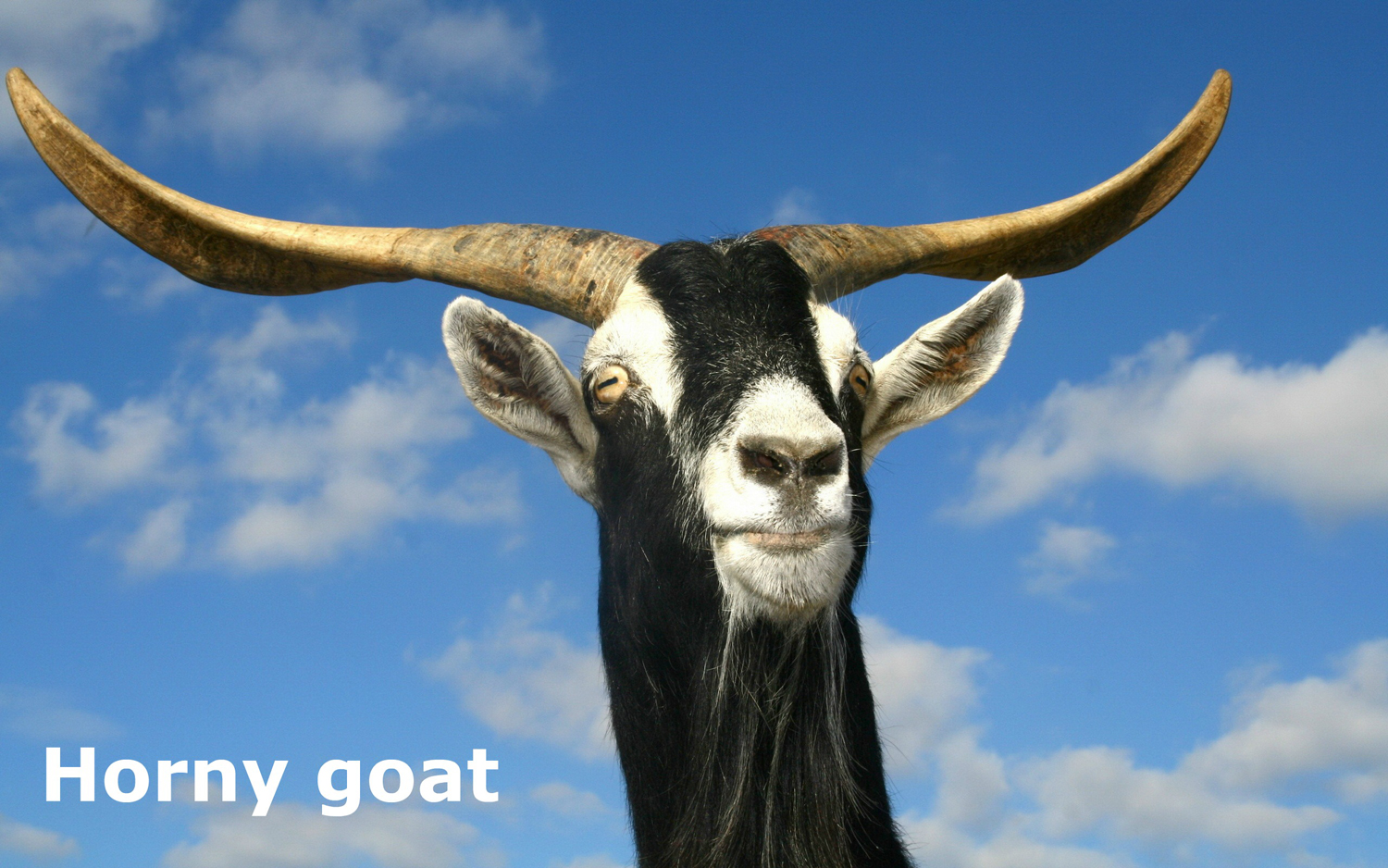 Horny Goat