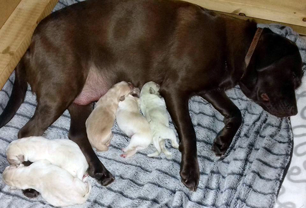 Πράσινο κουτάβι Πράσινο κουτάβι