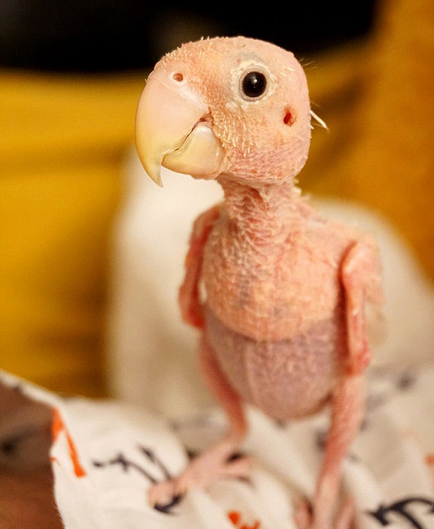 Ρέα το παπαγαλάκι Ρέα το παπαγαλάκι