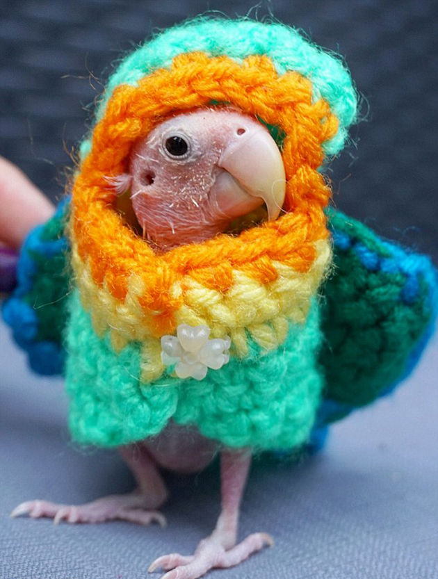 Ρέα το παπαγαλάκι Ρέα το παπαγαλάκι