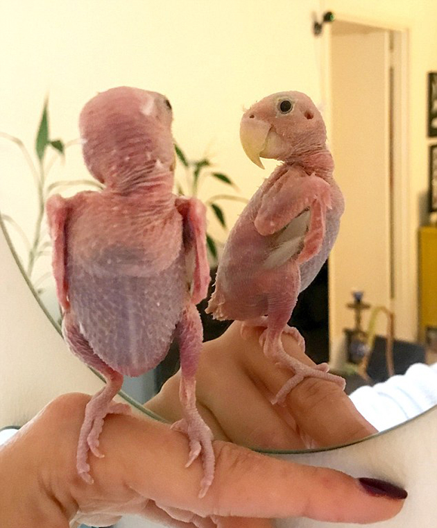 Ρέα το παπαγαλάκι Ρέα το παπαγαλάκι