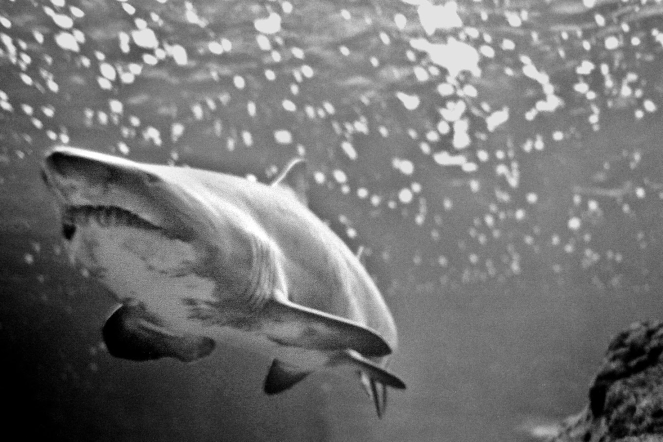 Στον μαγικό κόσμο του Ενυδρείου Κρήτης. Ο φωτογράφος ΓΙΑΝΝΗΣ ΟΙΚΟΝΟΜΟΥ φωτογραφίζει Θαλασσόκοσμους. Στον μαγικό κόσμο του Ενυδρείου Κρήτης. Ο φωτογράφος ΓΙΑΝΝΗΣ ΟΙΚΟΝΟΜΟΥ φωτογραφίζει Θαλασσόκοσμους.