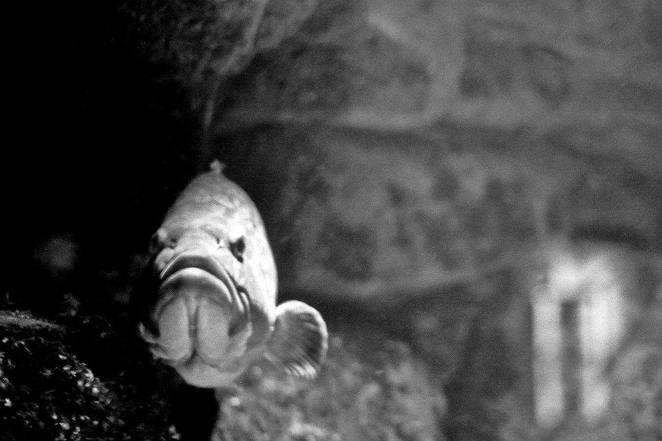 Στον μαγικό κόσμο του Ενυδρείου Κρήτης. Ο φωτογράφος ΓΙΑΝΝΗΣ ΟΙΚΟΝΟΜΟΥ φωτογραφίζει θαλασσόκοσμους.