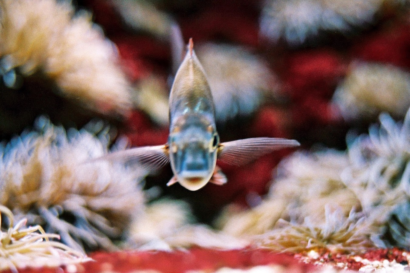 Στον μαγικό κόσμο του Ενυδρείου Κρήτης. Ο φωτογράφος ΓΙΑΝΝΗΣ ΟΙΚΟΝΟΜΟΥ φωτογραφίζει θαλασσόκοσμους. Στον μαγικό κόσμο του Ενυδρείου Κρήτης. Ο φωτογράφος ΓΙΑΝΝΗΣ ΟΙΚΟΝΟΜΟΥ φωτογραφίζει θαλασσόκοσμους.