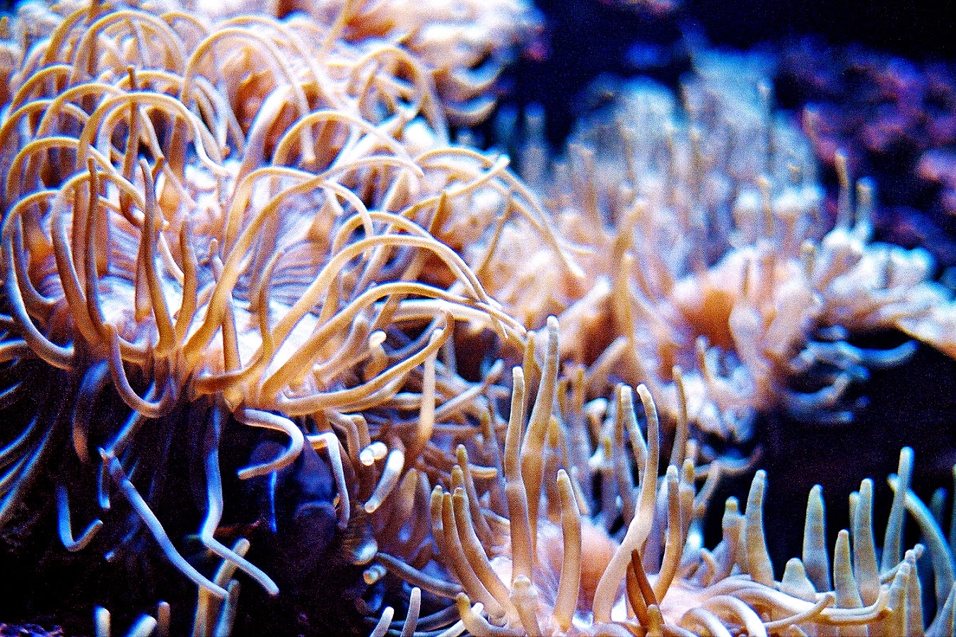 Στον μαγικό κόσμο του Ενυδρείου Κρήτης. Ο φωτογράφος ΓΙΑΝΝΗΣ ΟΙΚΟΝΟΜΟΥ φωτογραφίζει θαλασσόκοσμους. Στον μαγικό κόσμο του Ενυδρείου Κρήτης. Ο φωτογράφος ΓΙΑΝΝΗΣ ΟΙΚΟΝΟΜΟΥ φωτογραφίζει θαλασσόκοσμους.