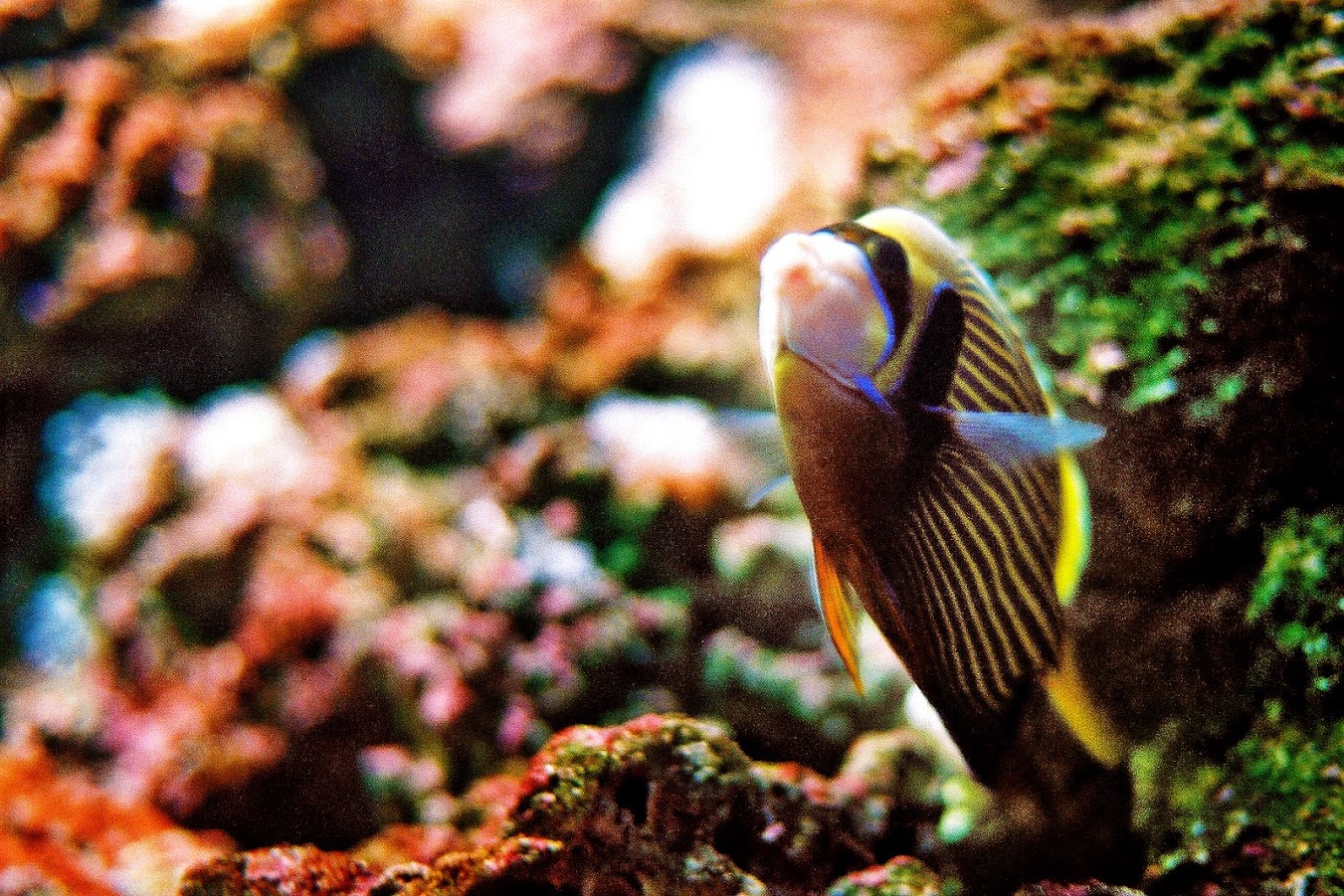 Στον μαγικό κόσμο του Ενυδρείου Κρήτης. Ο φωτογράφος ΓΙΑΝΝΗΣ ΟΙΚΟΝΟΜΟΥ φωτογραφίζει θαλασσόκοσμους. Στον μαγικό κόσμο του Ενυδρείου Κρήτης. Ο φωτογράφος ΓΙΑΝΝΗΣ ΟΙΚΟΝΟΜΟΥ φωτογραφίζει θαλασσόκοσμους.