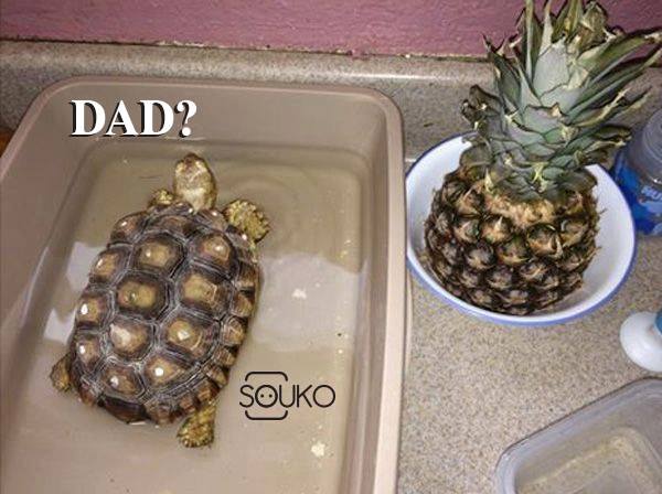 Τα YOLO της Τρίτης Τα YOLO της Τρίτης