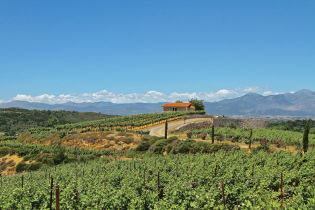 Το αμπελοτόπι βρίσκεται στην περιοχή «Κοκκινόμυλος» σε μια λοφοπλαγιά με υψόμετρο 750 μέτρων