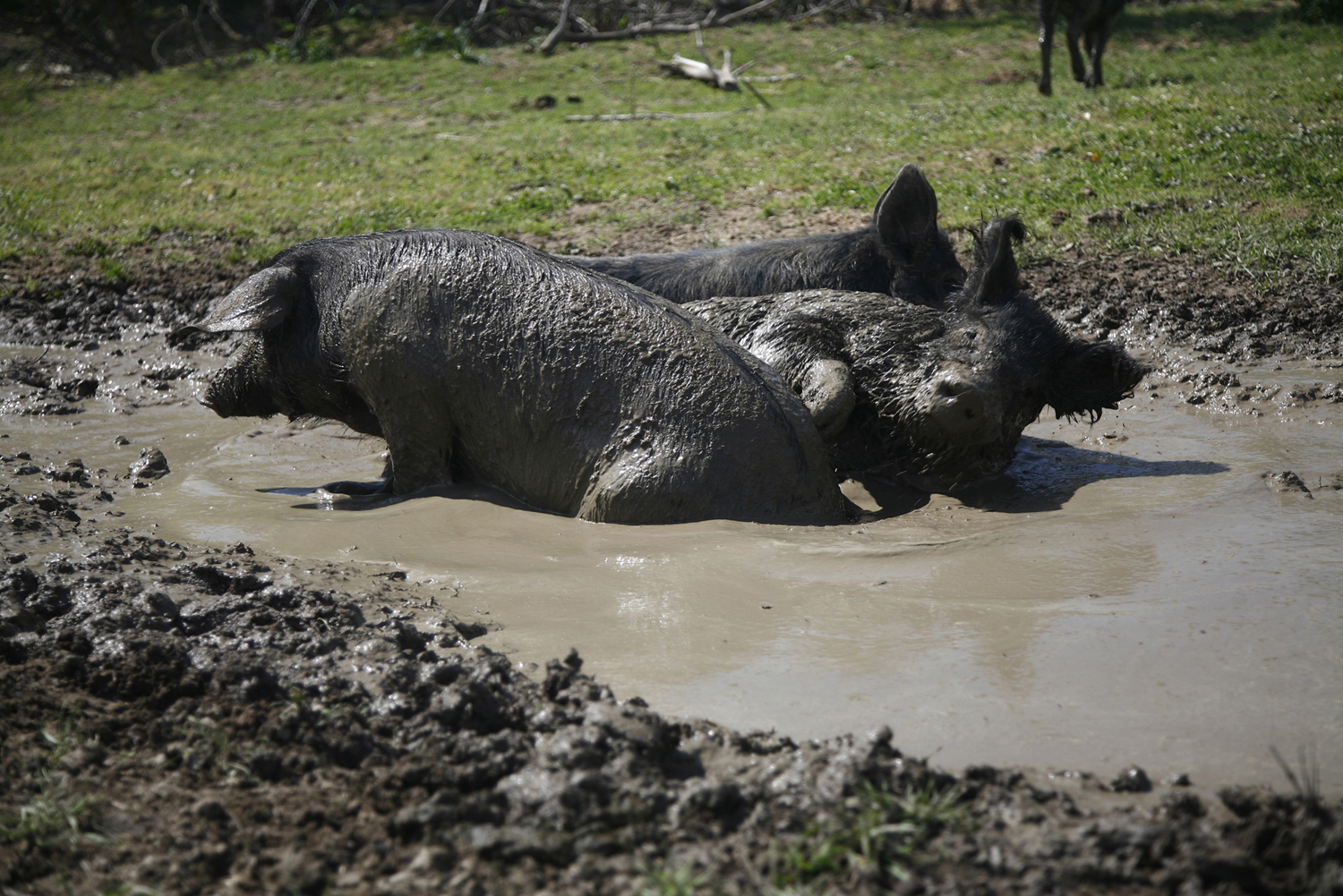 Στην Κιβωτό του Δημήτρη Δήμου