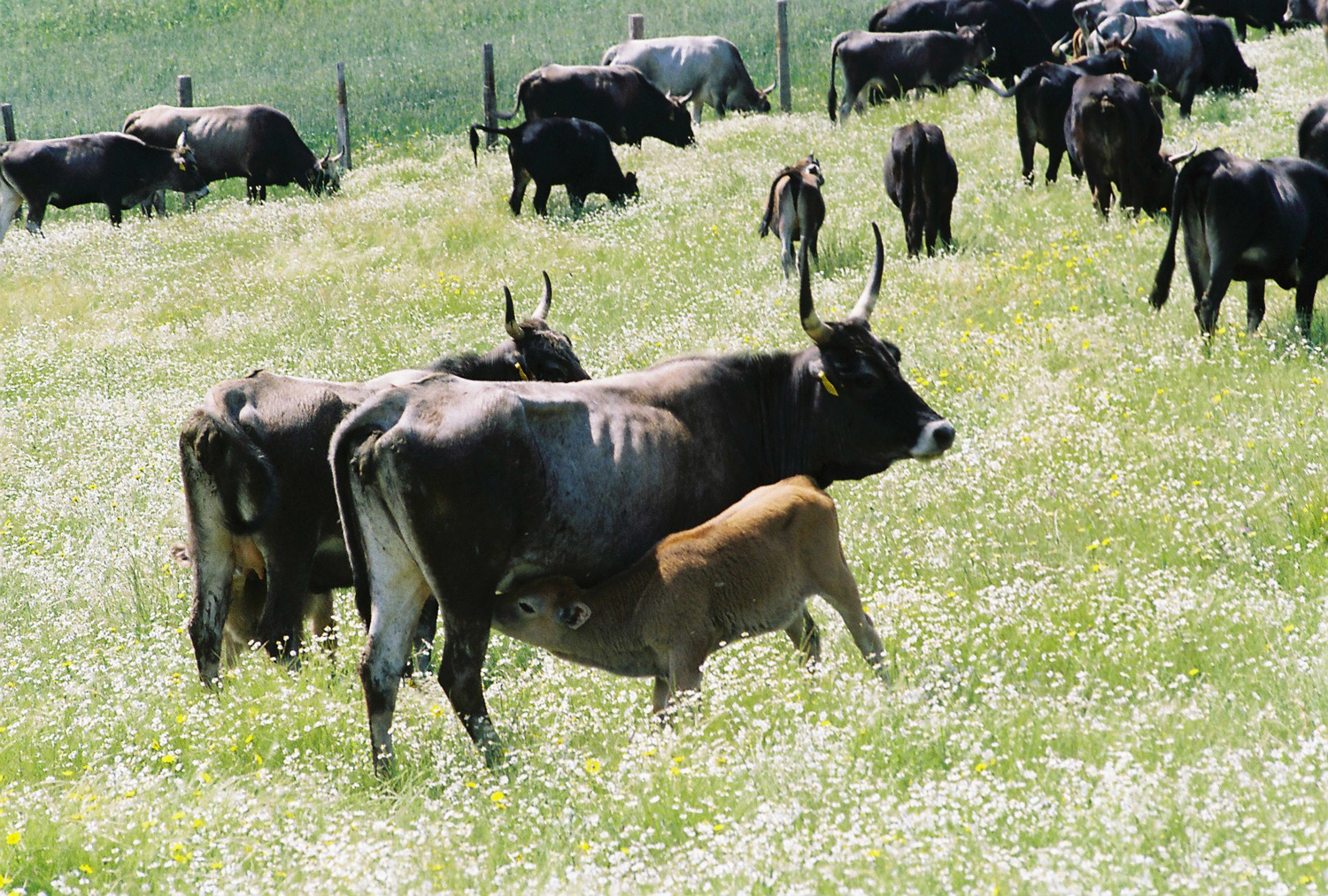 Πριν από 34 χρόνια ο κτηνοτρόφος Δημήτρης Δήμου άρχισε να γυρίζει όλη την Ελλάδα απ’ άκρη σ’ άκρη με ιερό σκοπό να διασώσει τις σπάνιες αυτόχθονες ράτσες των αγροτικών ζώων, που από κανόνας είχαν γίνει εξαίρεση.