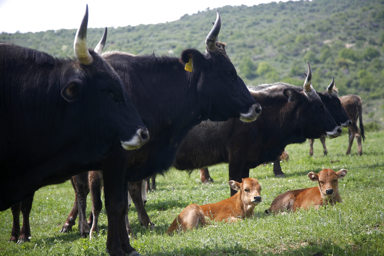 Πριν από 34 χρόνια ο κτηνοτρόφος Δημήτρης Δήμου άρχισε να γυρίζει όλη την Ελλάδα απ’ άκρη σ’ άκρη με ιερό σκοπό να διασώσει τις σπάνιες αυτόχθονες ράτσες των αγροτικών ζώων, που από κανόνας είχαν γίνει εξαίρεση.