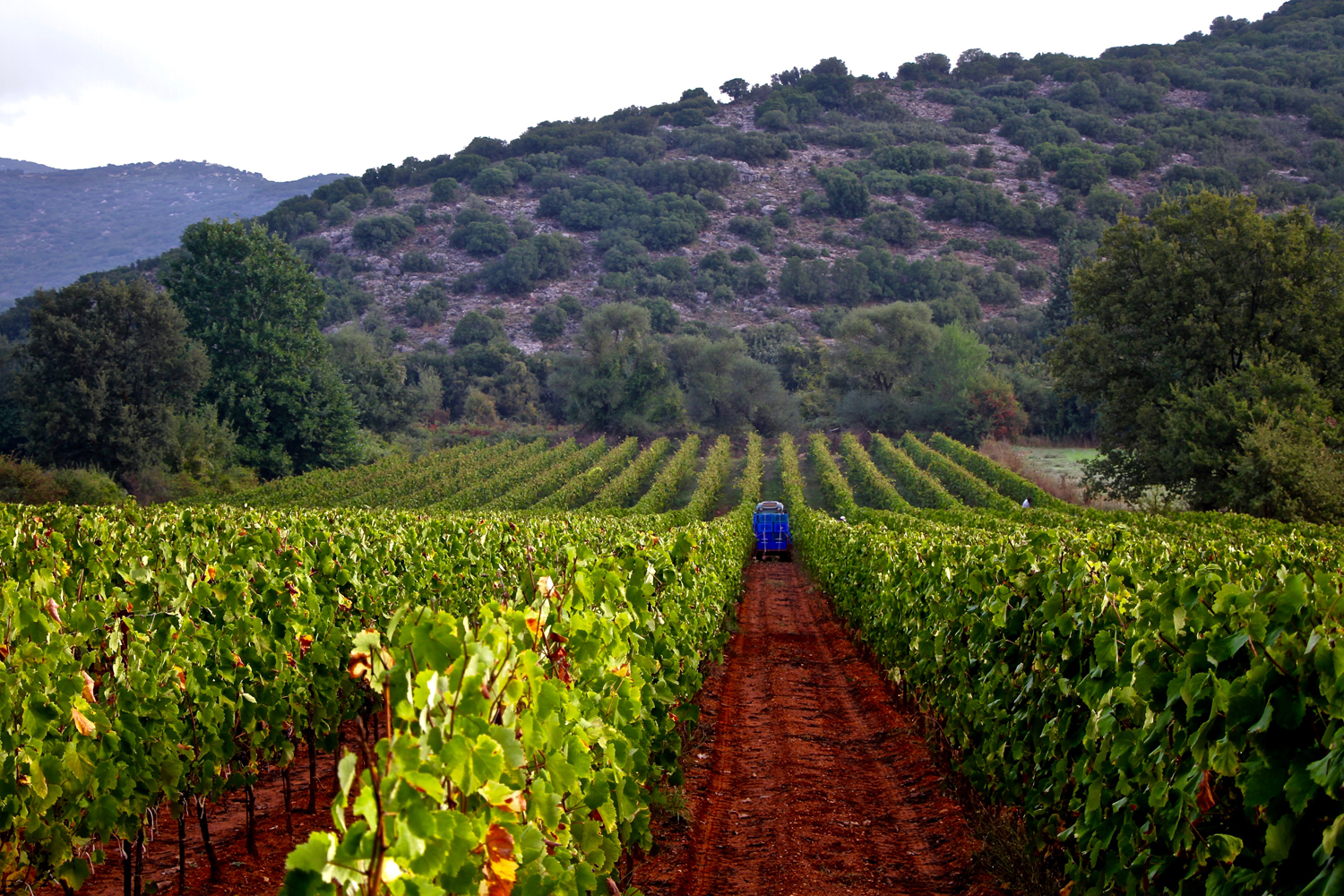 Οι αμπελώνες της Πελοποννήσου Οι αμπελώνες της Πελοποννήσου