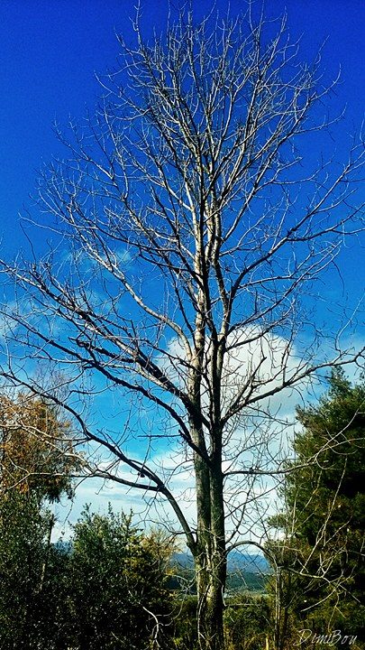 © Dimitra Bourou / Περιμένοντας την άνοιξη © Dimitra Bourou / Περιμένοντας την άνοιξη