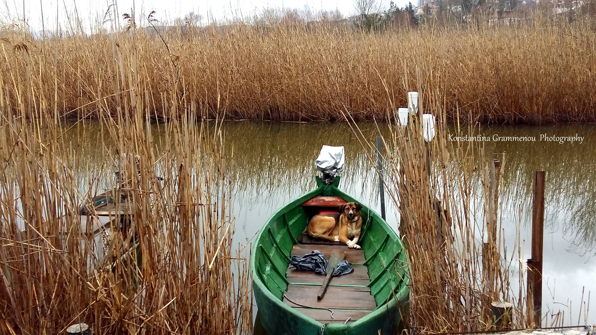 © Konstantina Grammenou / Λίμνη Ιωαννίνων © Konstantina Grammenou / Λίμνη Ιωαννίνων