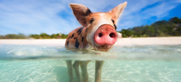 Γουρουνάκια κολυμβητές στις Μπαχάμες 