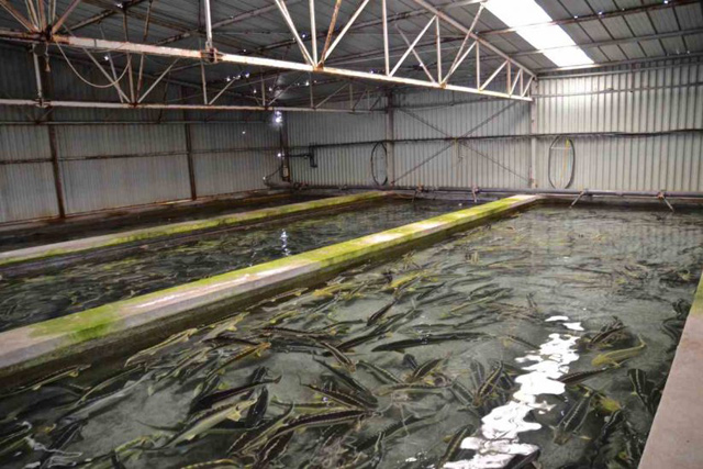 Η εταιρεία παραγωγής χαβιαριού Thesauri έχει εγκαταστάσεις υψηλών προδιαγραφών, με μεγάλες δεξαμενές όπου κολυμπούν διάφορα είδη οξύρρυγχων