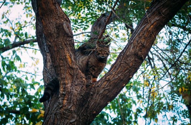 Δημήτρης Έκτορας Βούτσας, Πετράλωνα