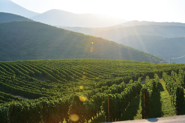 Οι Δύο Ελιές Κυρ-Γιάννη παράγεται στο ομώνυμο κτήμα στο Γιανακοχώρι Νάουσας