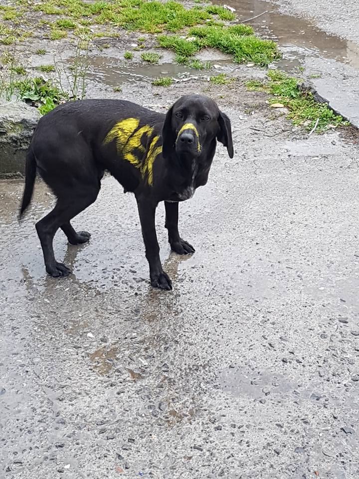 Έγραψαν με χρώμα πάνω σε αδέσποτο σκύλο τα αρχικά ομάδας Έγραψαν με χρώμα πάνω σε αδέσποτο σκύλο τα αρχικά ομάδας