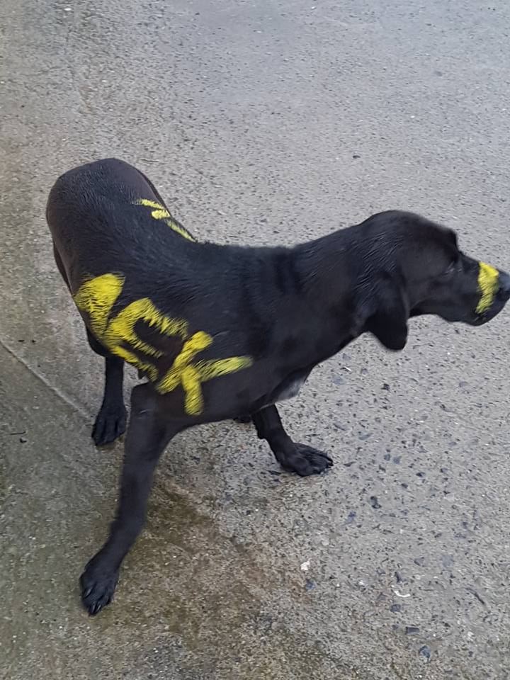 Έγραψαν με χρώμα πάνω σε αδέσποτο σκύλο τα αρχικά ομάδας Έγραψαν με χρώμα πάνω σε αδέσποτο σκύλο τα αρχικά ομάδας