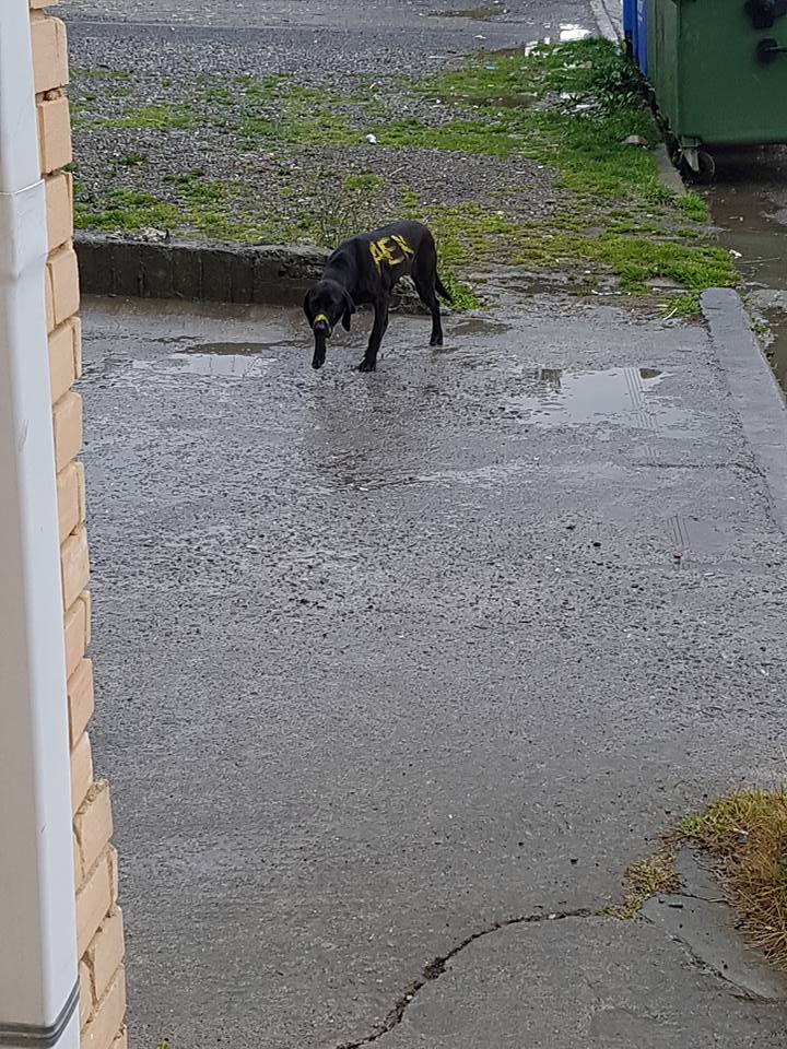 Έγραψαν με χρώμα πάνω σε αδέσποτο σκύλο τα αρχικά ομάδας Έγραψαν με χρώμα πάνω σε αδέσποτο σκύλο τα αρχικά ομάδας