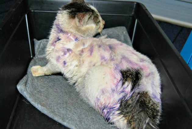 Γατάκι βαμμένο μοβ από «σφαίρες» Paintball 