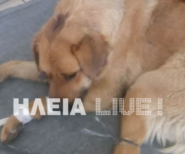 κακοποίηση ζώων κακοποίηση ζώων