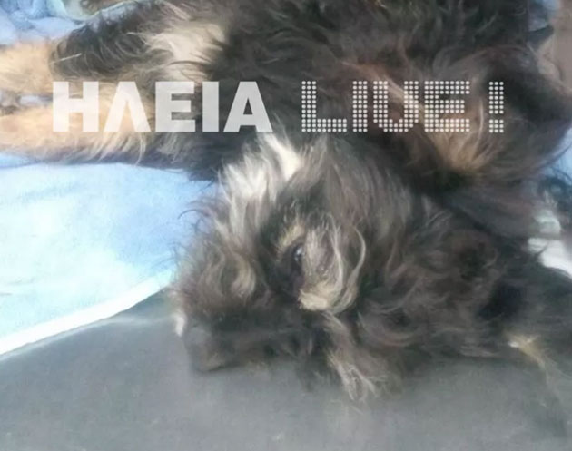 κακοποίηση ζώων κακοποίηση ζώων