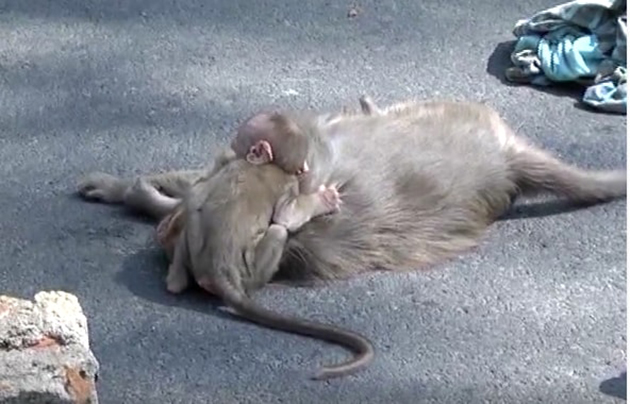 Σπαραχτικό βίντεο με μαϊμουδάκι