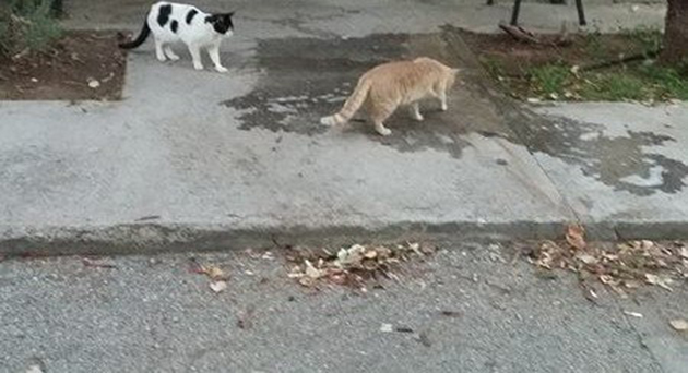 Με φόλες αφανίζουν γάτες