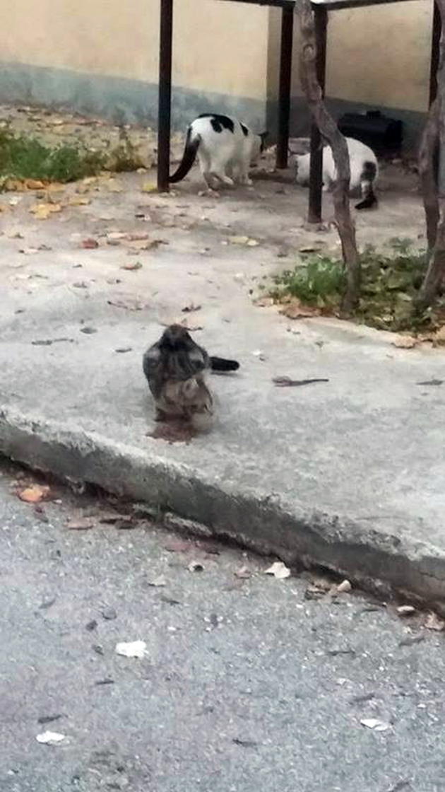 Με φόλες αφανίζουν γάτες Με φόλες αφανίζουν γάτες