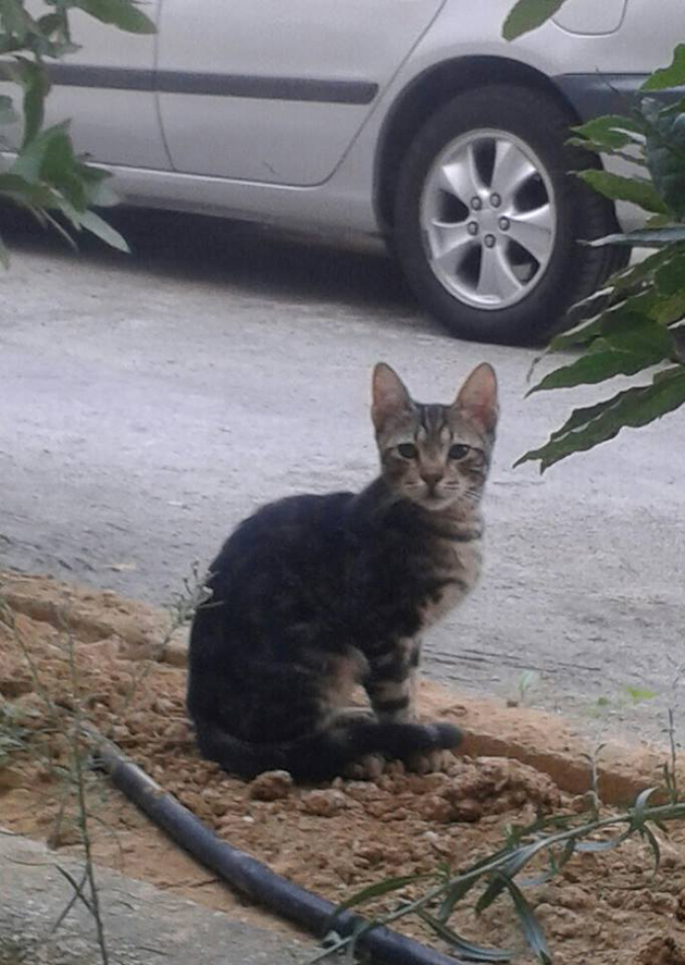 Με φόλες αφανίζουν γάτες