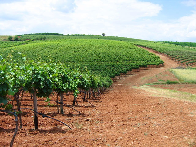 Το Λημνιό Κίκονες παράγεται στη Μαρώνεια Ροδόπης, στο αμπελοτόπι Μέγα Αμπέλι Το Λημνιό Κίκονες παράγεται στη Μαρώνεια Ροδόπης, στο αμπελοτόπι Μέγα Αμπέλι