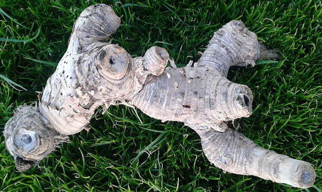 μΟνΟρΟδΟ «Feedback»