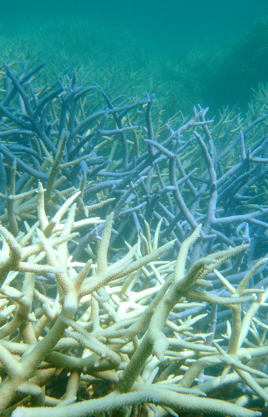 Μεγάλος κοραλλιογενής ύφαλος 