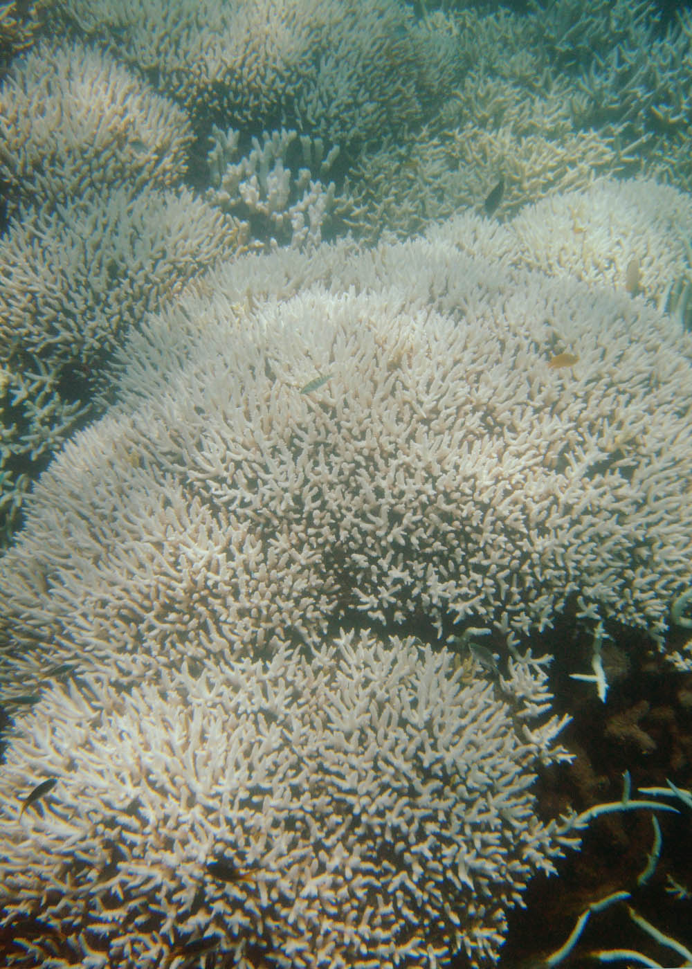 Μεγάλος κοραλλιογενής ύφαλος 