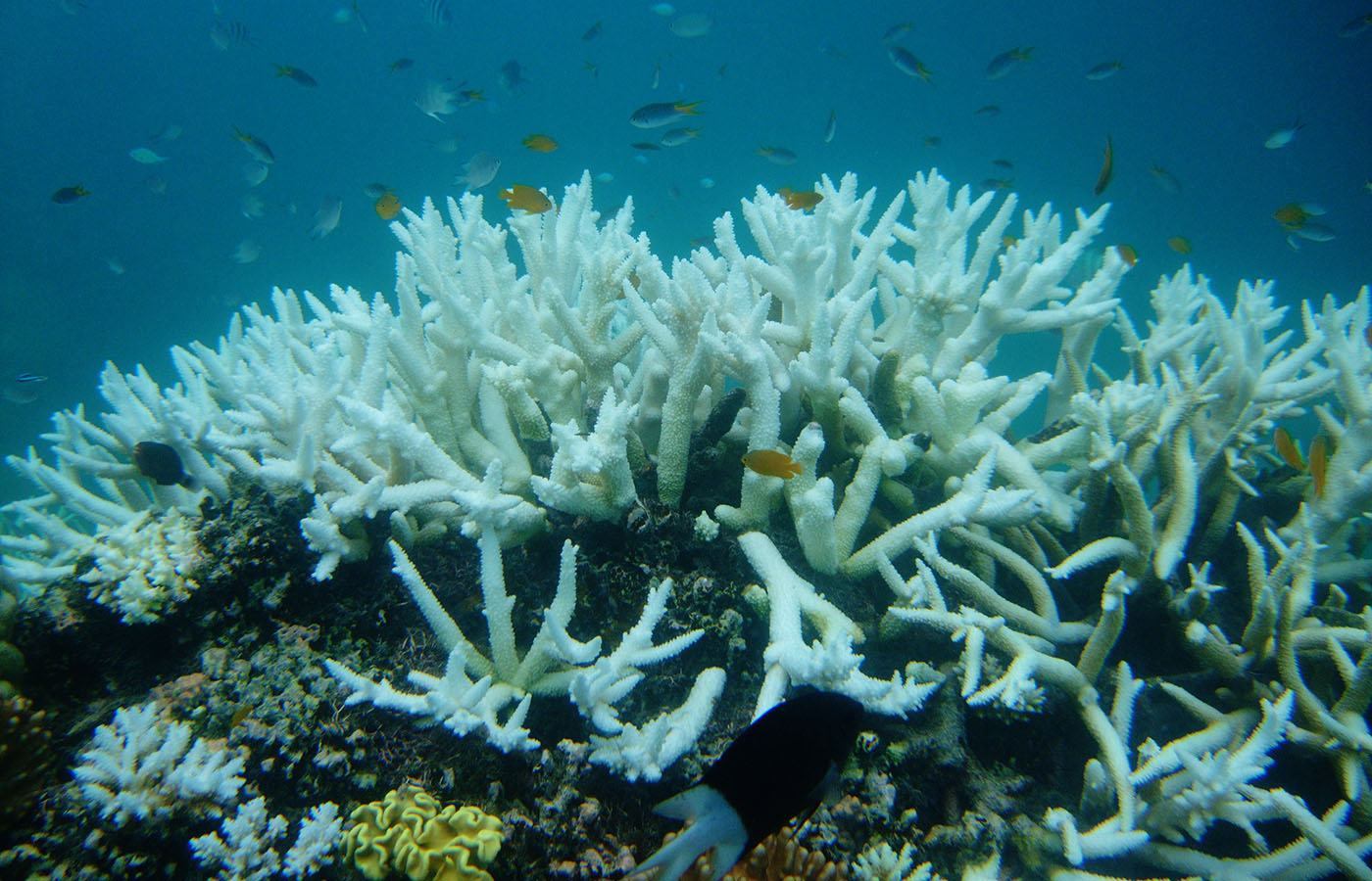 Μεγάλος κοραλλιογενής ύφαλος 