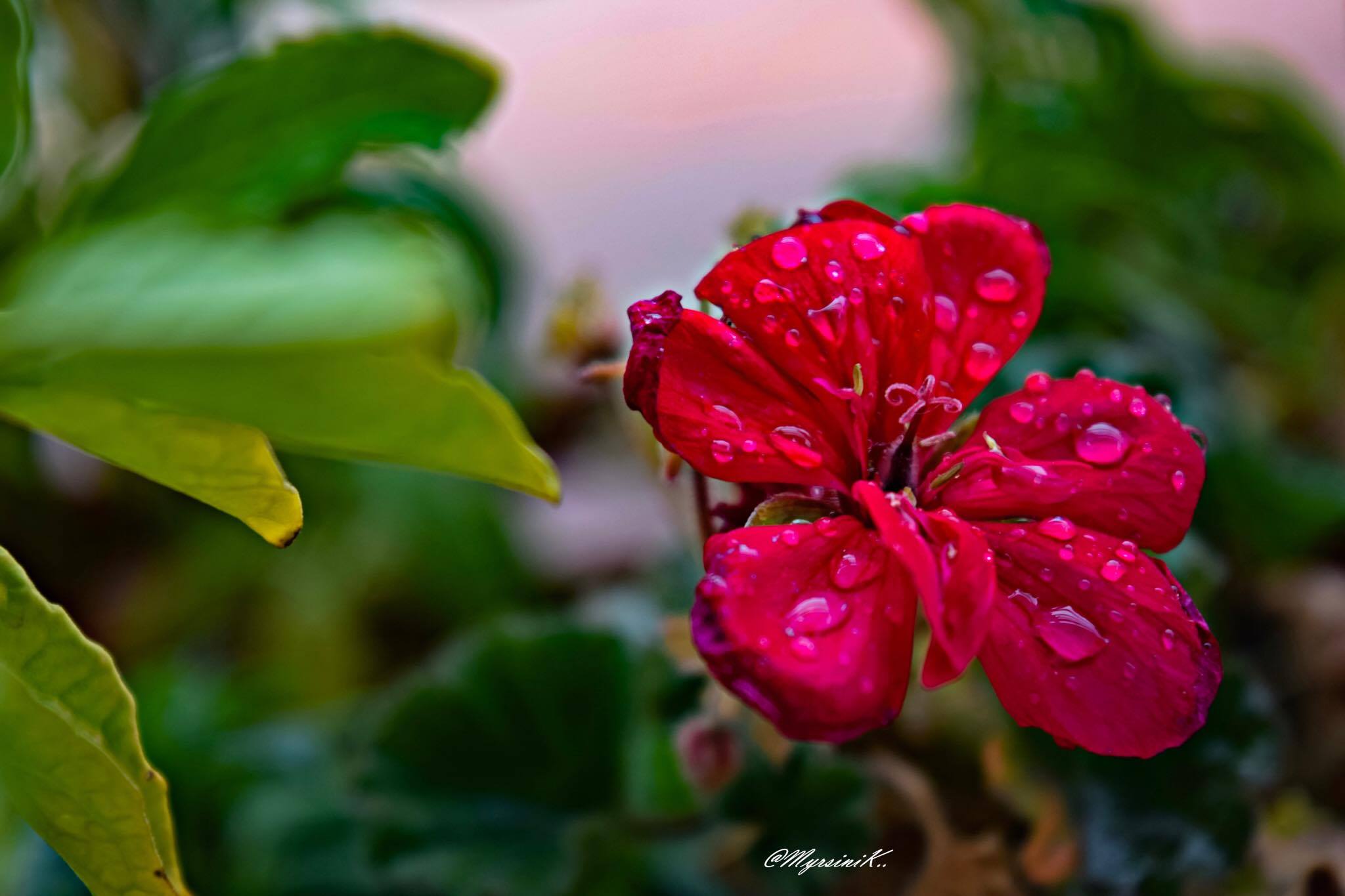 © Mirsini Katsiavara © Mirsini Katsiavara