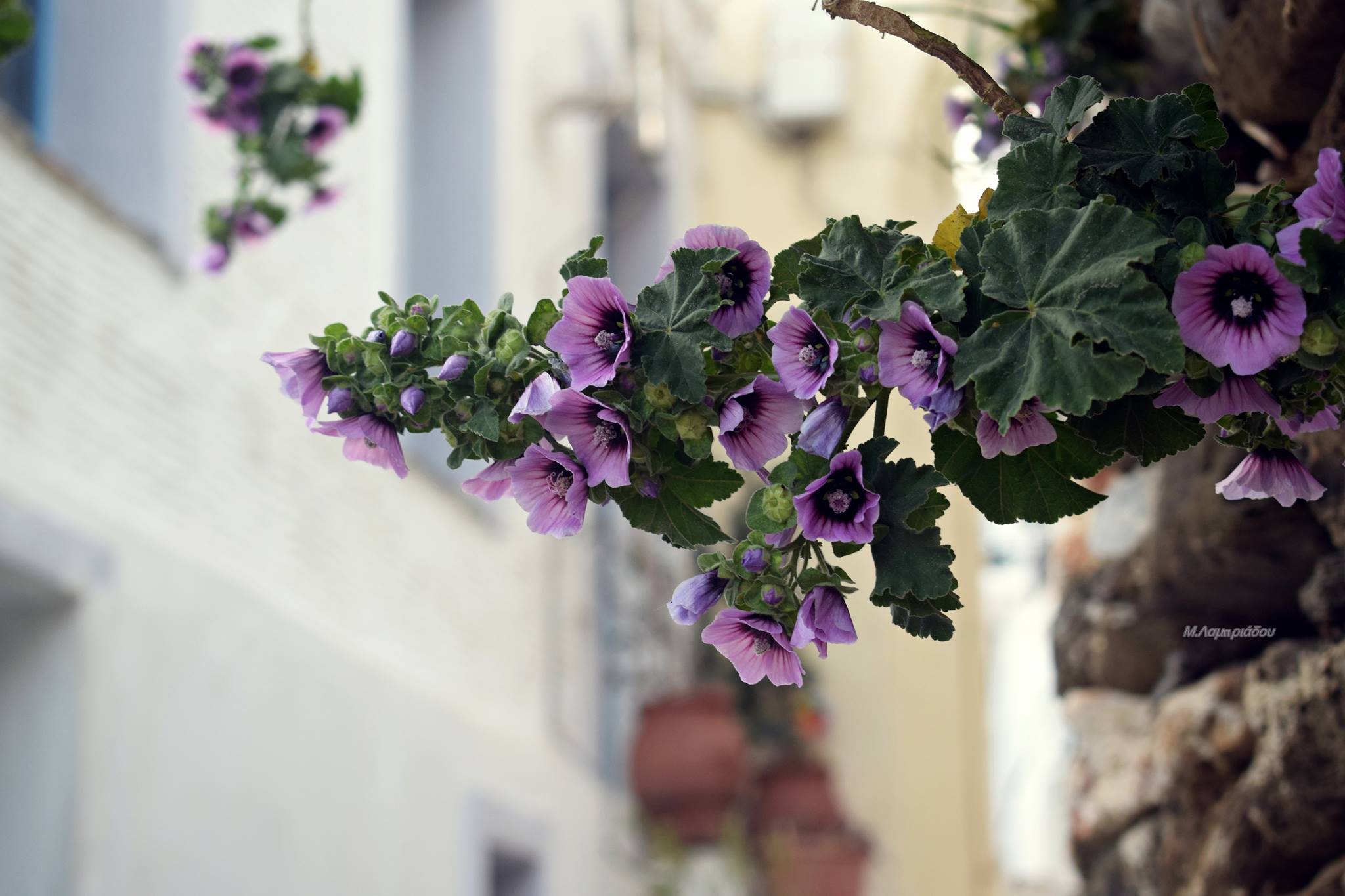 © Maria Lamb / Ανοιξιάτικη Χώρα Άνδρου © Maria Lamb / Ανοιξιάτικη Χώρα Άνδρου