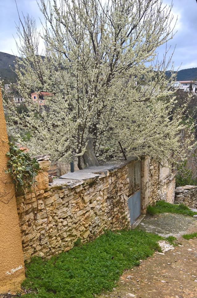 © Χρυσούλα Τσολάκη / Άνοιξη στη Νότια Εύβοια © Χρυσούλα Τσολάκη / Άνοιξη στη Νότια Εύβοια